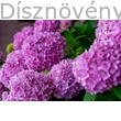Bouquet Rose kerti hortenzia sötétrózsaszín virágzat