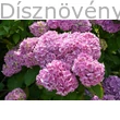 Bouquet Rose kerti hortenzia rózsaszín virágzat