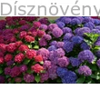 Bouquet Rose kerti hortenzia látványos színátmenet
