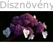 Mariesii kerti hortenzia virágzat