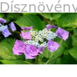Mariesii kerti hortenzia virágzat 