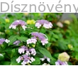Rosalba kerti hortenzia virágzás