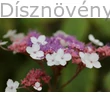 Rosalba kerti hortenzia virágzat