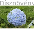 Sibilla kerti hortenzia ibolyaszín virágzat