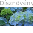 Tovelit kerti hortenzia világos liláskék virágzat