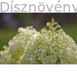 Grandiflora bugás hortenzia nagy virágzata