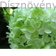 Limelight bugás hortenzia virágzata részletgazdagon