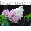 Tardiva bugás hortenzia rózsaszínbe hajló virágzata