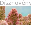 Tardiva bugás hortenzia rózsaszín virágzata