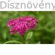 Pompás gyöngyvessző egy sátor virágzata