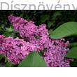 Orgonabokor virágzás - bordós-lila