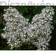 Orgonabokor virágzás - fehér