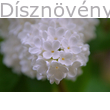 Orgona virág közelről - fehér