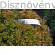 Rococo kislevelű bukszus lomb