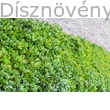 Sövénybukszus közelről