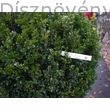 Bukszus (örökzöld puszpáng) kapható nagy méretben (80-100 cm)