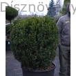 Bukszus (örökzöld puszpáng) nagy méret