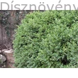 Bukszus (örökzöld puszpáng) habitus