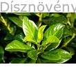 Bella kúszómadárbirs levél