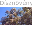 Kerti korallberkenye virágzás