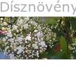 Kerti korallberkenye virág