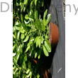 Rotundifolia babérmeggy konténerben