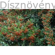 Kasan tűztövis termésdísz, lomb