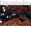 Kasan tűztövis termésdísz