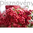 Praecox tűztövis termésdísz