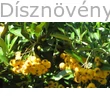 Soleild'Or tűztövis termés, levél