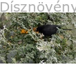 Tűztövis termését fogyasztó rigó