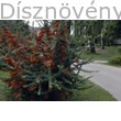 Tűztövis szoliter