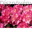 Havasszépe Kalinka sötétrózsaszín virágú