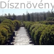 Bukszus (örökzöld puszpáng) nagy méretben