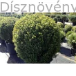 Bukszus (örökzöld puszpáng) nagy méretben