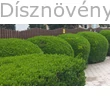 Télizöld vagy széleslevelű fagyal formára nyírva