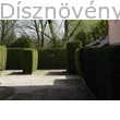 Télizöld vagy széleslevelű fagyalból kialakított parkoló bokszok