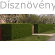 Télizöld vagy széleslevelű fagyal sövény