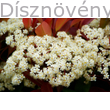 Kerti korallberkenye virágzata, piros levelekkel
