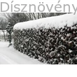 Tűztövis sövény télidőben