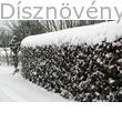 Tűztövis sövény télidőben