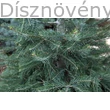 Kolorádófenyő lomb