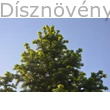 Kolorádófenyő sziluett