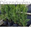 Green Rocket oszlopos leyland ciprusok konténerben
