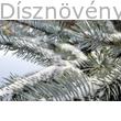 Glauca ezüstfenyő télen, havas tűlevelek
