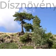 Fekete fenyő termőhelyén