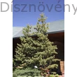 Selyemfenyő habitus
