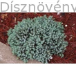 Blue Star nepáli törpe boróka habitus