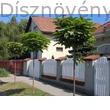 Gömbszivarfa utcafasor