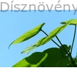 Gömbszivarfa levelei